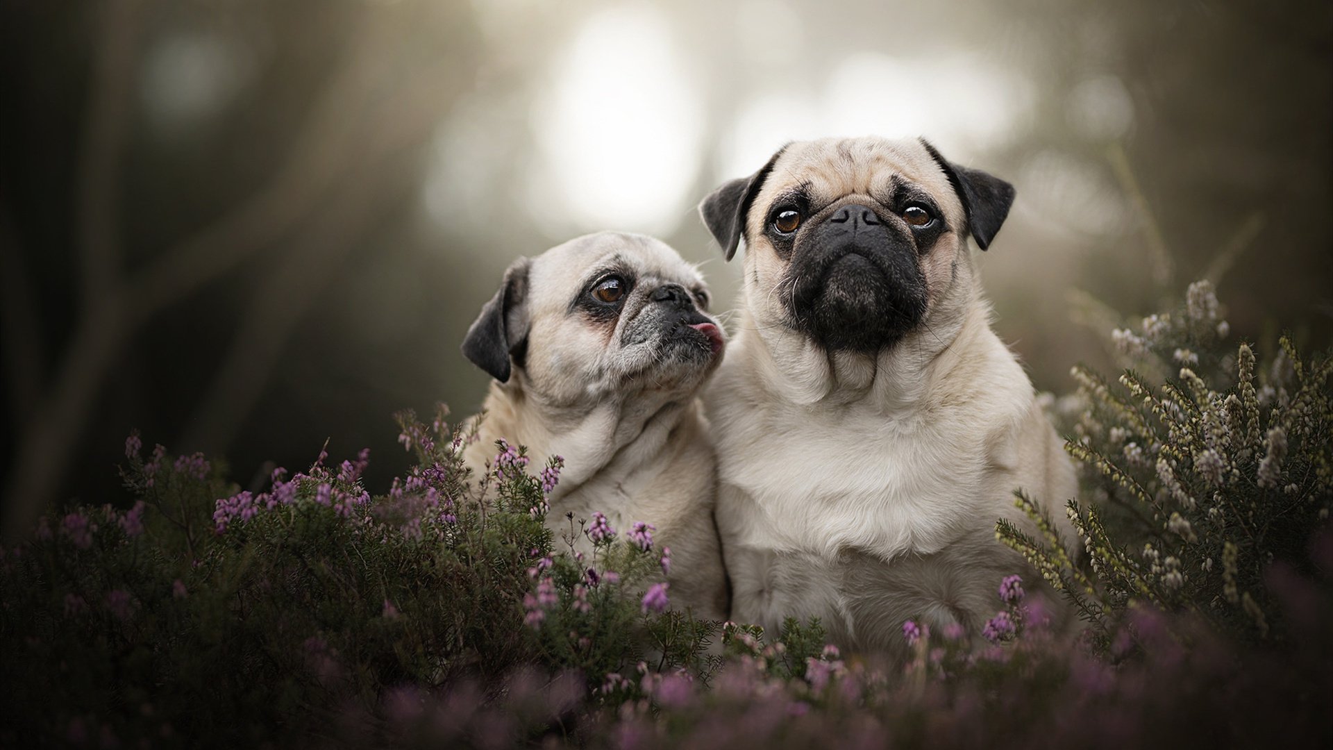 跨界奇迹,东契奇用魔术般连续得分压制奇才,在英超争冠战中接管比赛
