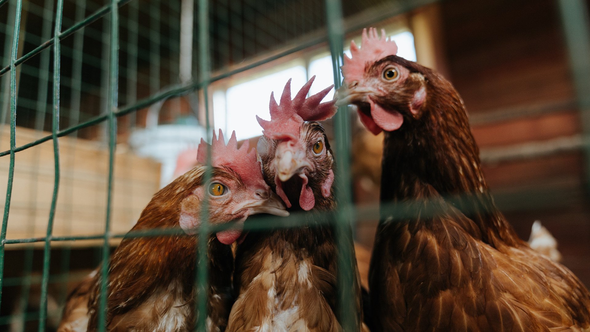 季后赛是照妖镜，也是聚光灯，骑士速胜拆穿活塞幻象，字母哥在聚光灯下尽情独舞