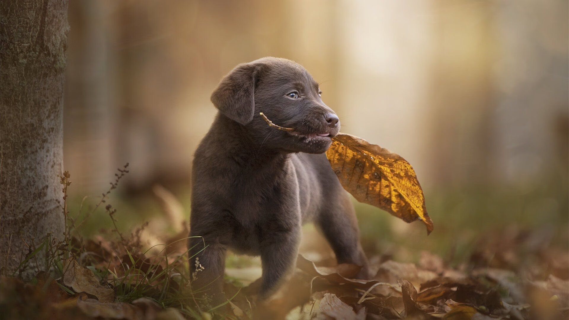 红色骑士的终章，当F1版图上演骑士粉碎马刺的传奇
