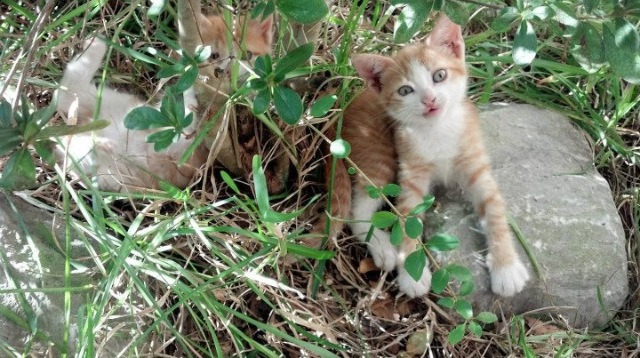血脉相承，当鹈鹕翅膀掠过灰熊，红杉新生在西决战场
