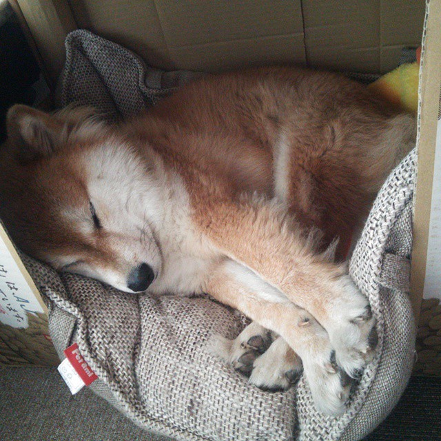 绿军风暴席卷鹏城，英格拉姆50+三双诠释降维打击