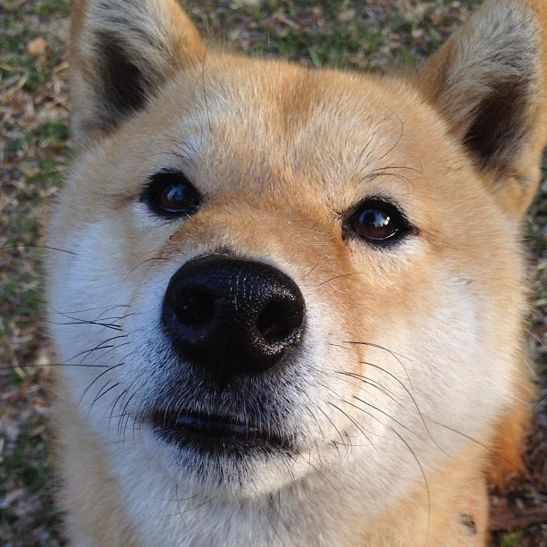 临危受命！对阵秘鲁的关键时刻，一个替补球员的孤注一掷挽救了美国队