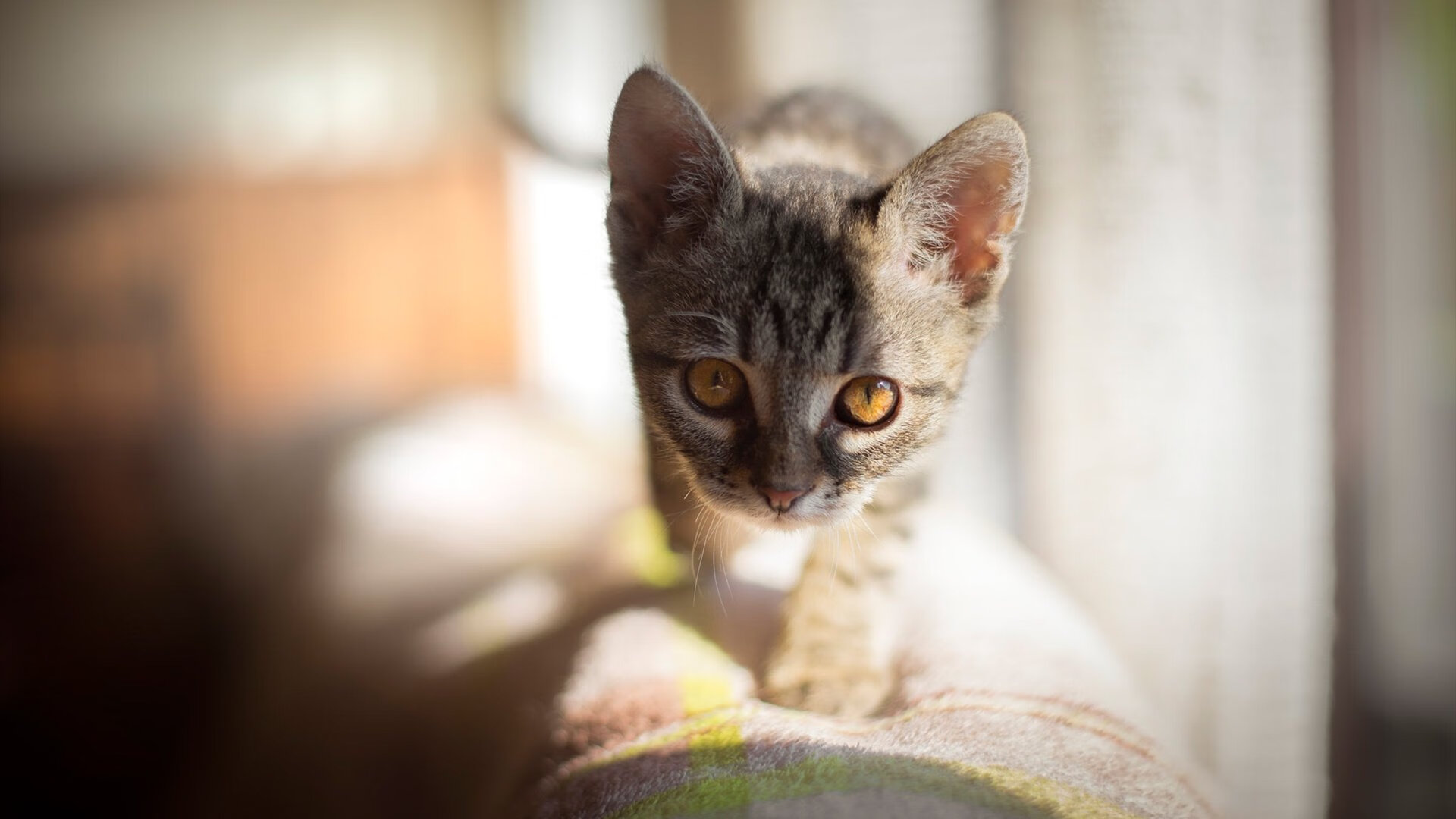 长剑出鞘，一击破长夜！弗拉霍维奇冠军级表现定义年度焦点之战