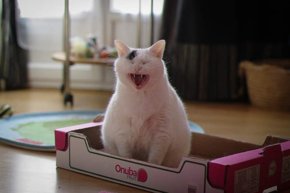 赛道与绿茵的平行征服，当极限速度遭遇战术铁蹄