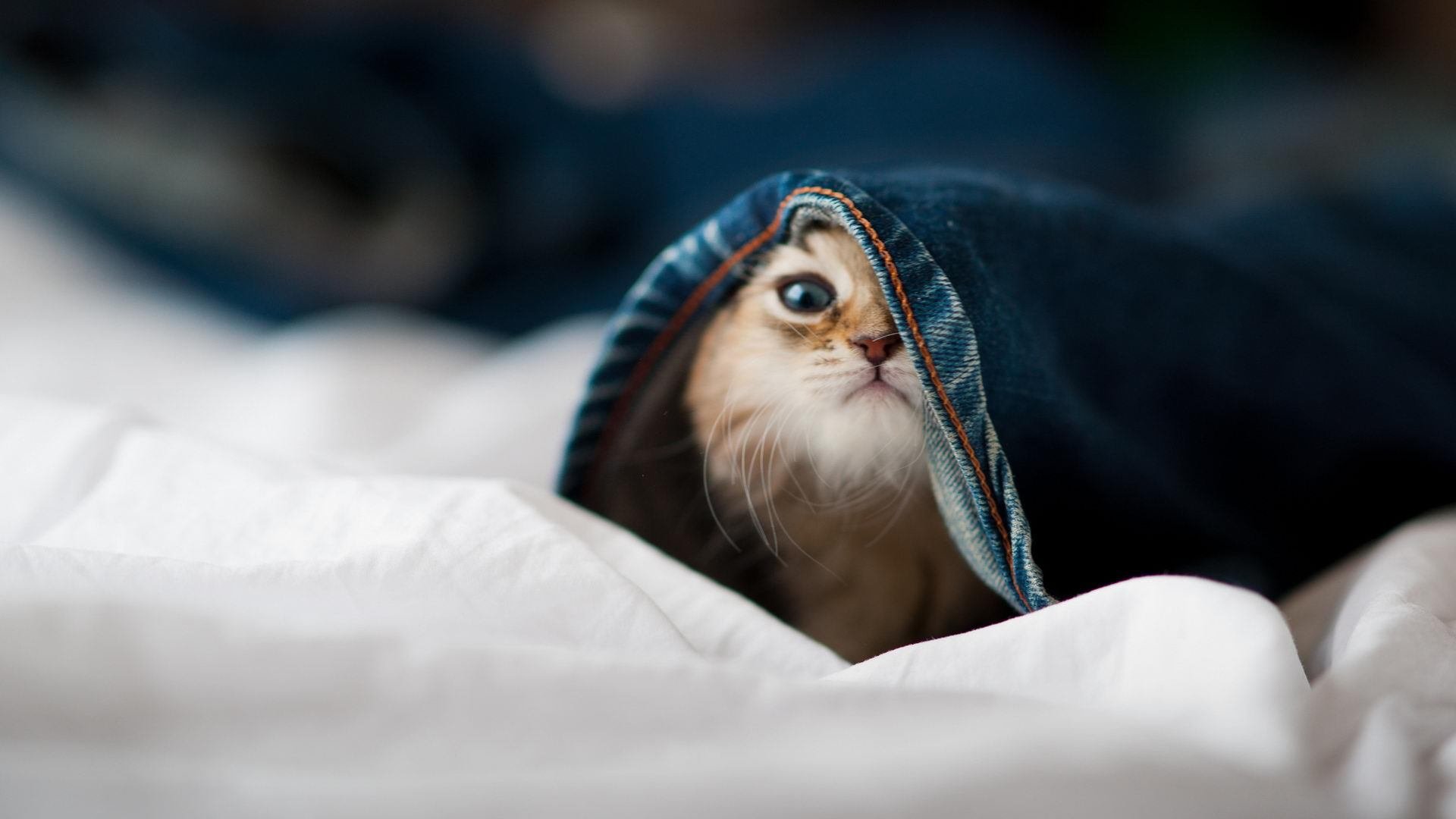 赛道与绿茵的平行征服，当极限速度遭遇战术铁蹄