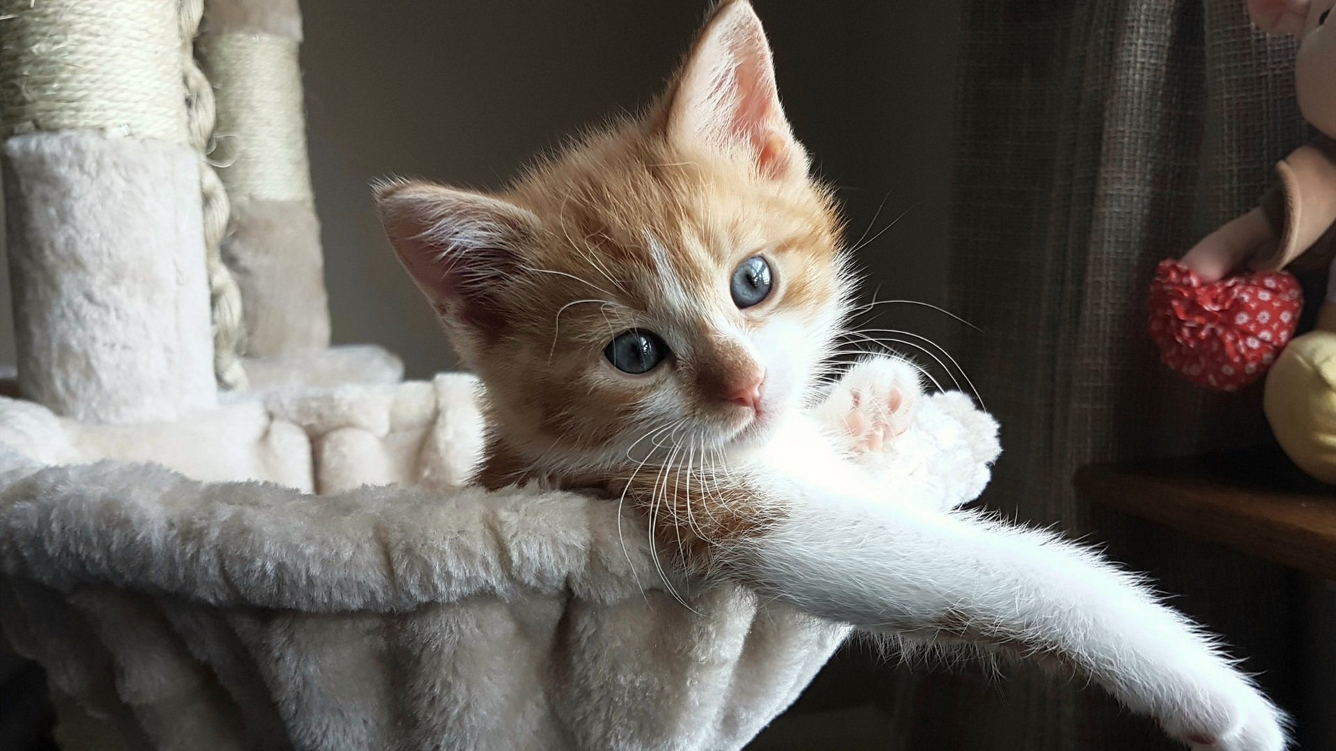 决战天王山！浙江队破局之道击溃鹈鹕，一战定赛季乾坤