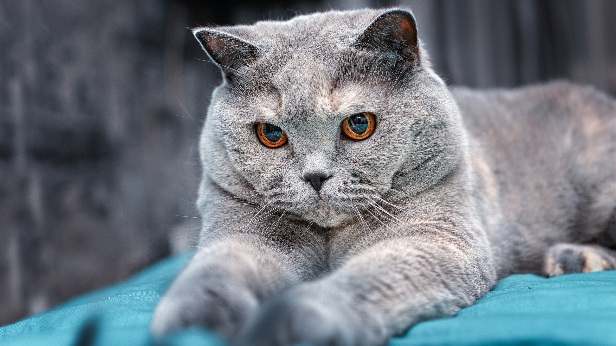 黄沙与草皮的较量,几内亚力克利物浦,金玟哉拉满存在感