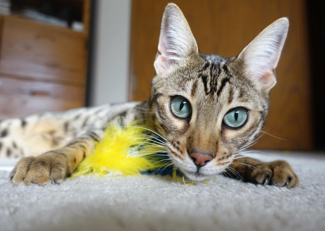 开云下载-横跨太平洋的篮球教科书，从福克斯的绝学到马刺加时的东方启示