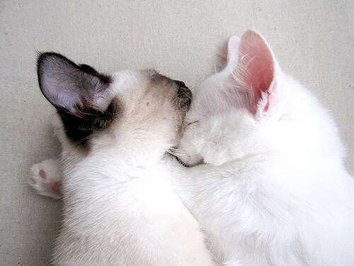 利刃搅碎新奥尔良夜空，爱德华兹化身关键先生，步行者火力的狂暴美学